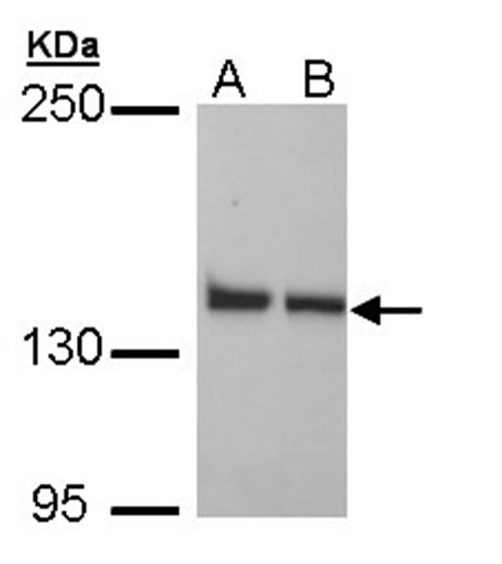 LRP130 antibody