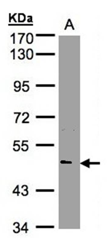 NOVA1 antibody