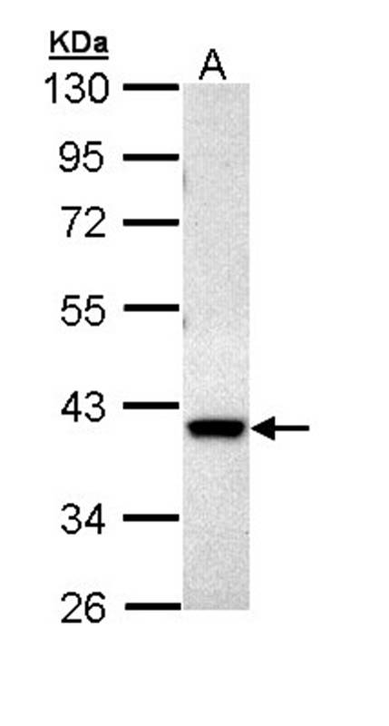 MKP-3 antibody