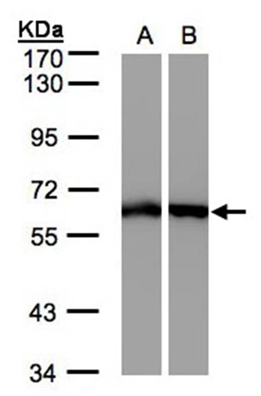 ME1 antibody