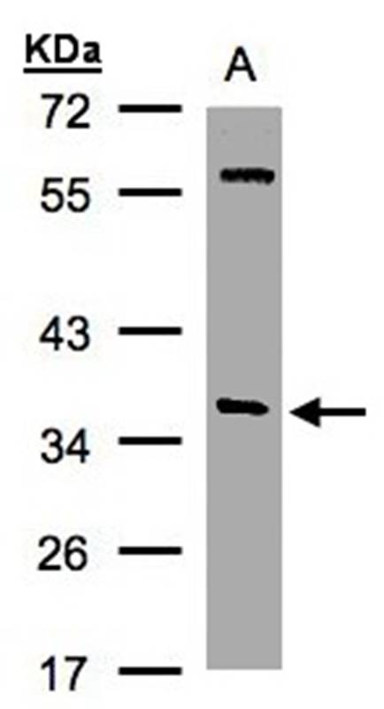 alpha SNAP antibody