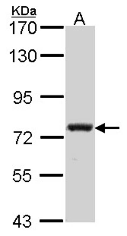 Calpain 5 antibody