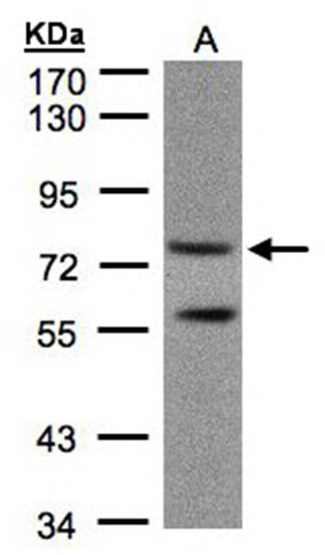 PDE4C antibody