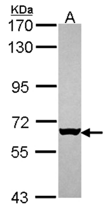 MUS81 antibody