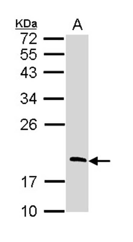 RGS13 antibody