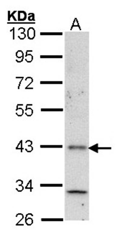 Histamine H4 Receptor antibody