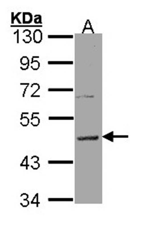 Histamine H3 Receptor antibody