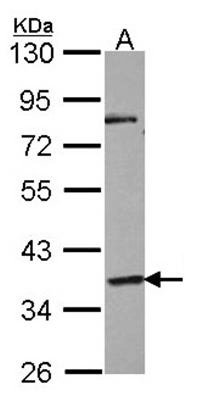 G protein-coupled receptor 45 antibody