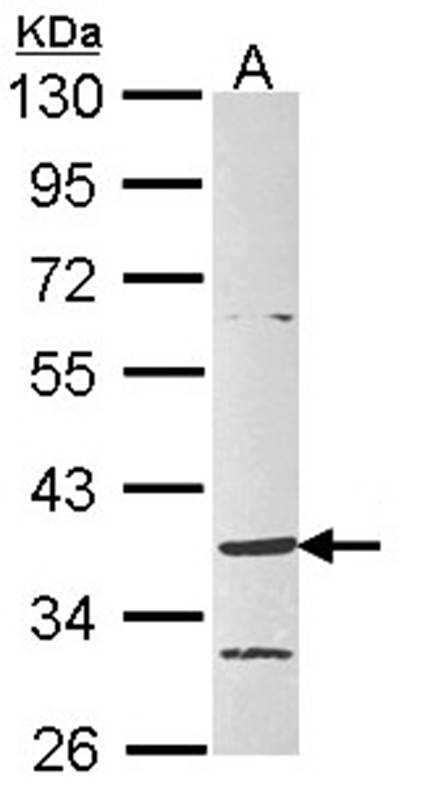 G protein-coupled receptor 4 antibody