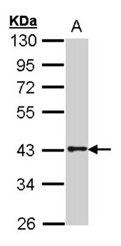 G protein-coupled receptor 120 antibody