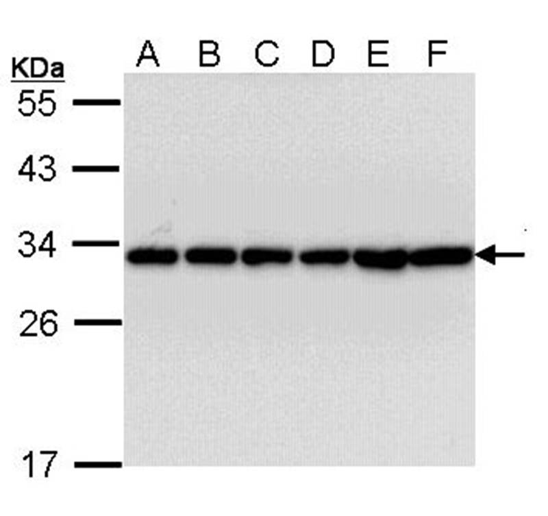 14-3-3 beta antibody