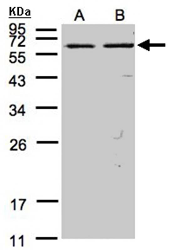 FAST antibody
