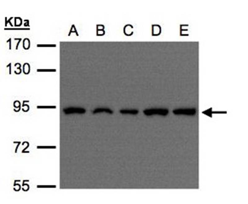 VPS35 antibody