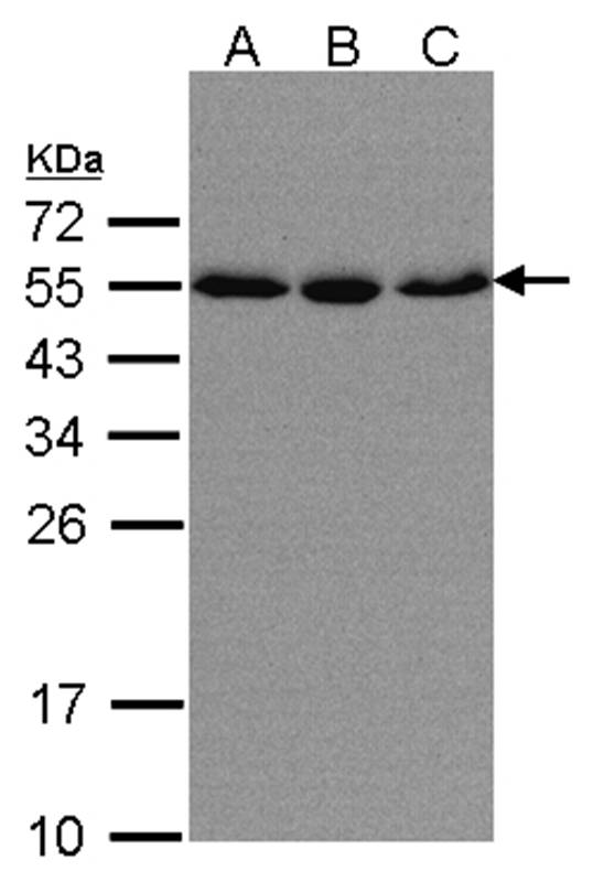 karyopherin alpha 2 antibody