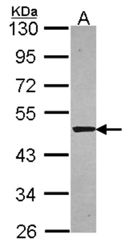 Syntrophin alpha 1 antibody
