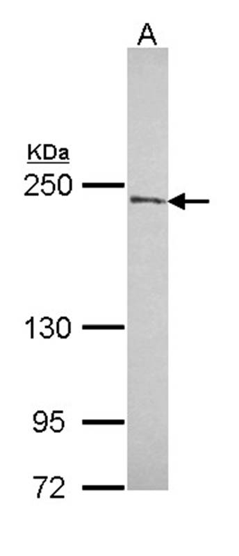 NuMA antibody
