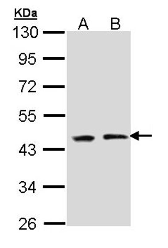 EED antibody