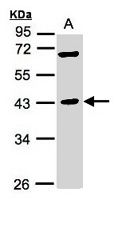 MURF1 antibody