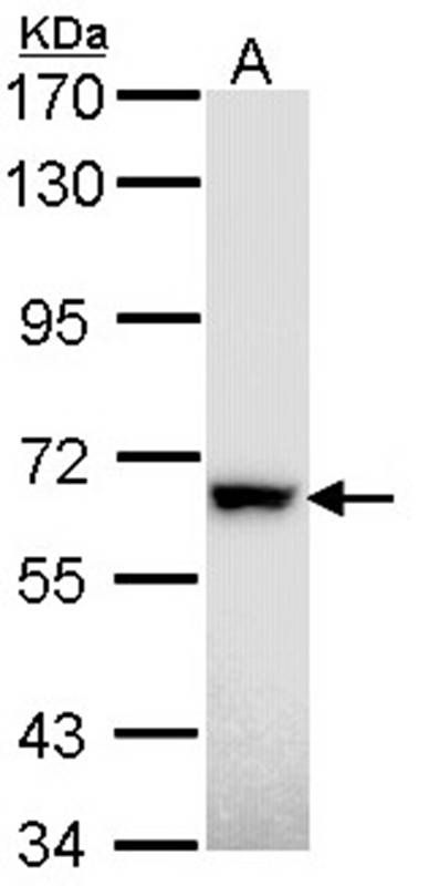 RAD18 antibody