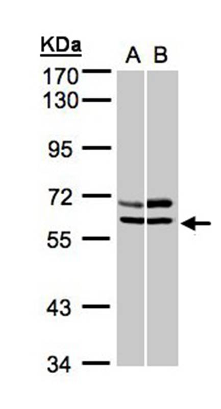 AMPK alpha 2 antibody