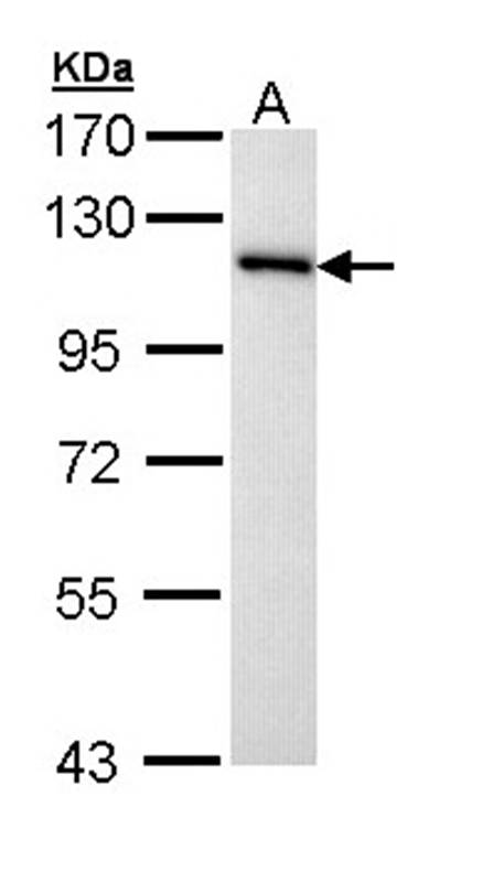 MCM3 antibody