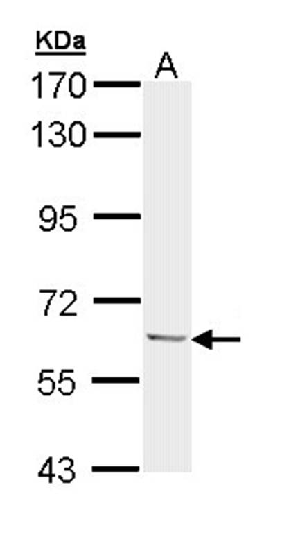 Ubiquilin antibody