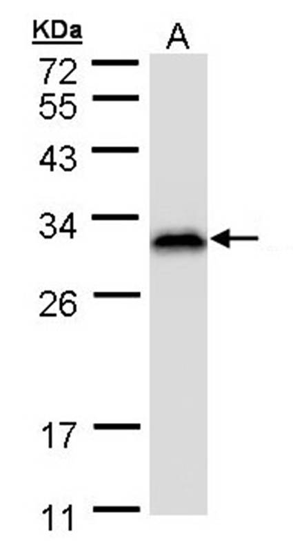 Ran BP antibody