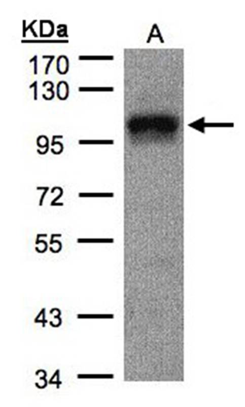 DAP5 antibody