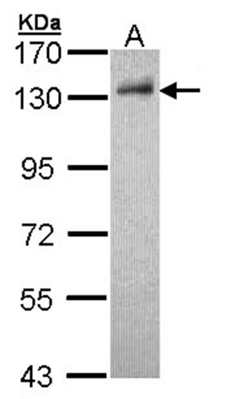 DDB1 antibody