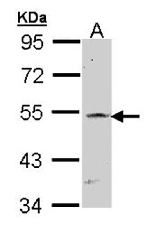 RBP-Jkappa antibody