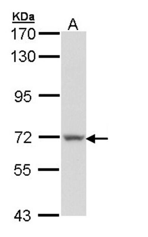 Protein S antibody