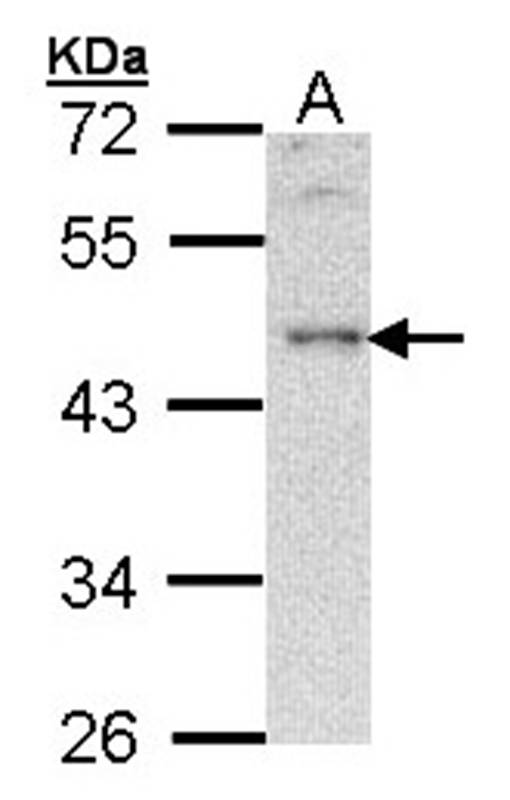 B-cell linker protein antibody