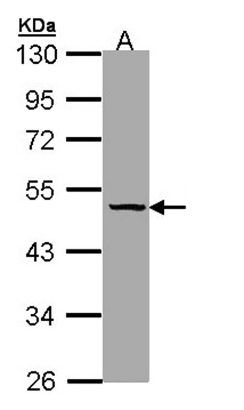 TBG antibody