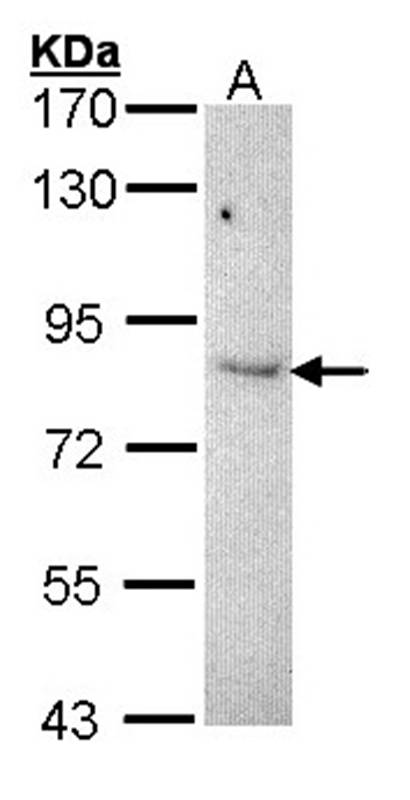 KAO antibody