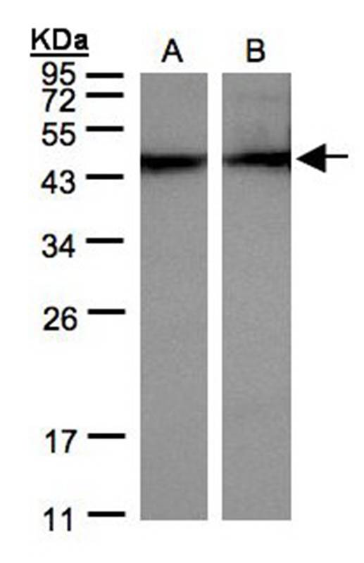 alpha sarcomeric Actin antibody