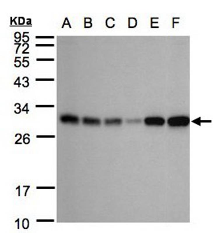 AK4 antibody