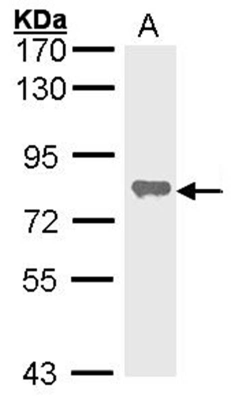 alkaline phosphatase (liver/bone/kidney) antibody