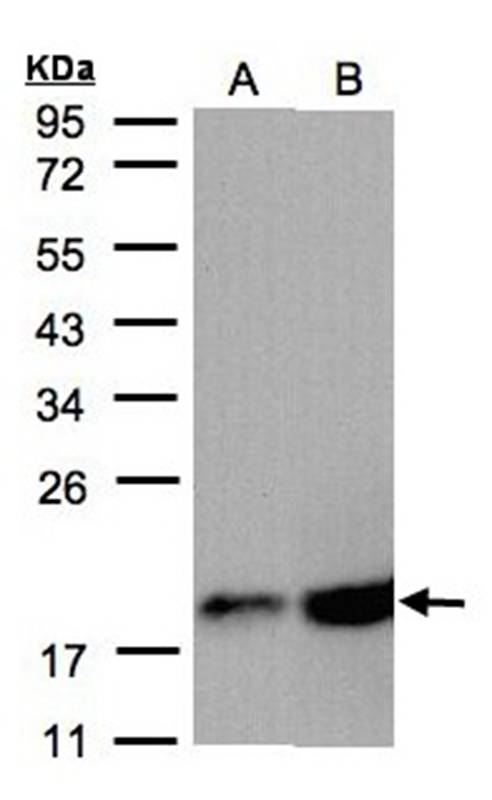 COX4 antibody