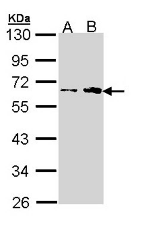 fukutin antibody