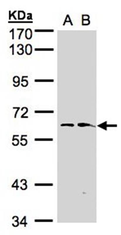 flavin containing monooxygenase 1 antibody