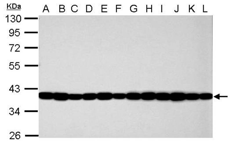 GAPDH antibody