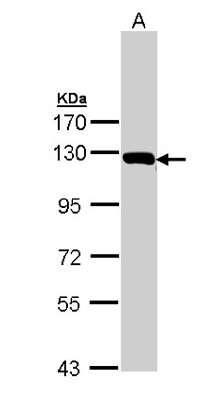 glycine dehydrogenase (decarboxylating) precursor antibody