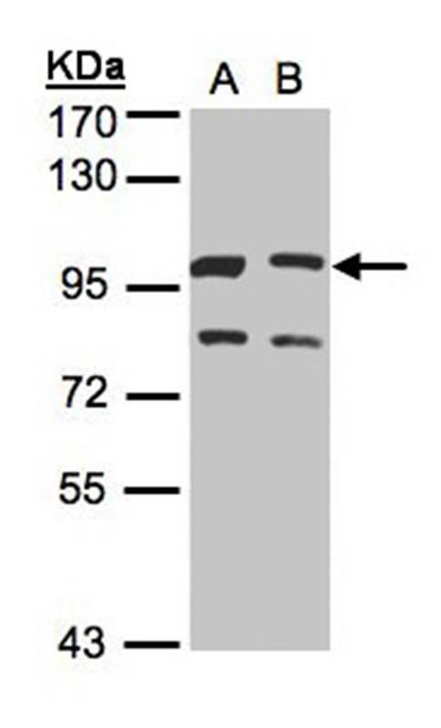 XLalphas antibody