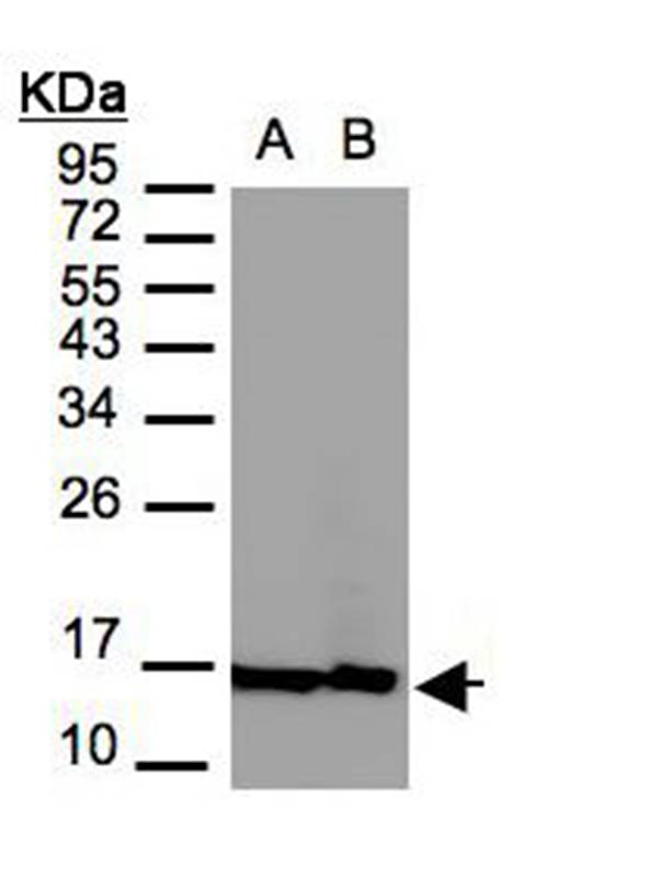 Histone H2A.Z/H2A.F/Z antibody
