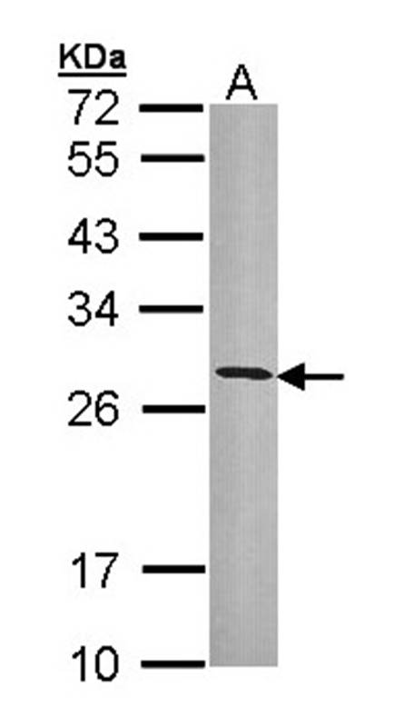 HLA-DRB3 antibody