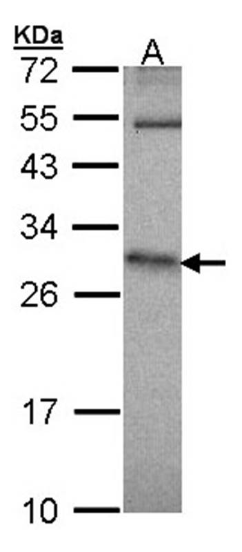 HPRT1 antibody