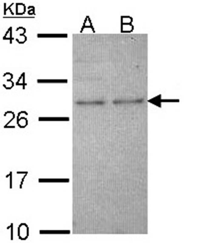 HPRT antibody