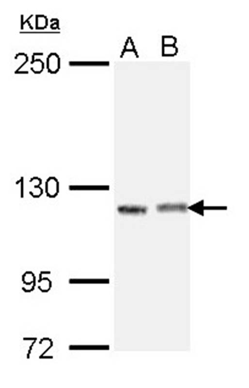 immunoglobulin superfamily, member 3 isoform 2 antibody