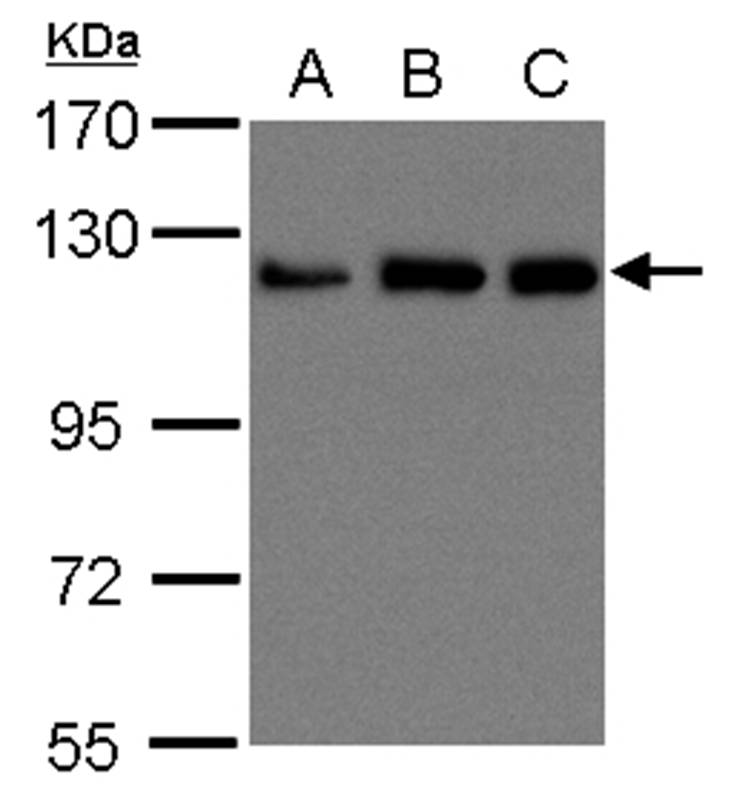 UKHC antibody