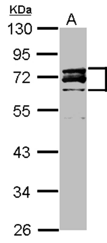 Lamin A/C antibody